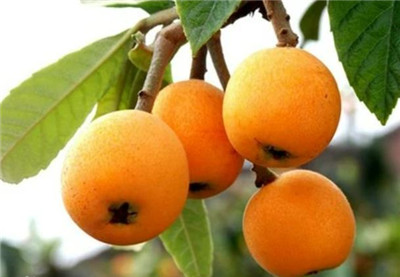 枇杷树资料介绍，枇杷树图片，3分钟快速了解枇杷树-图片1