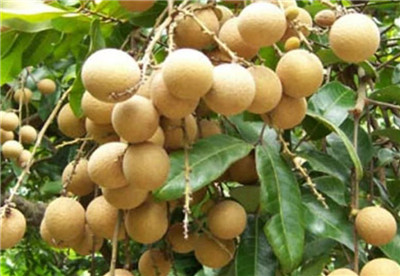 龙眼吃多了会上火吗，龙眼一天吃多少比较合适-图片1