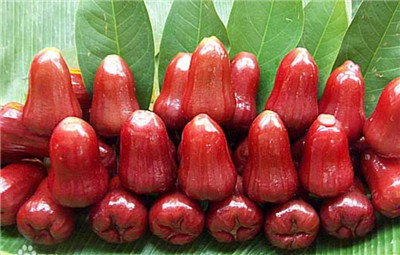 莲雾怎么吃,莲雾的吃法大全,莲雾好吃吗-图片1