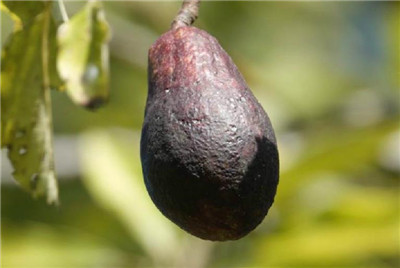 牛油果的吃法大全,牛油果怎么吃好吃-图片1