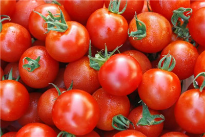 圣女果种植时间和方法，圣女果种植技术和管理方法-图片1