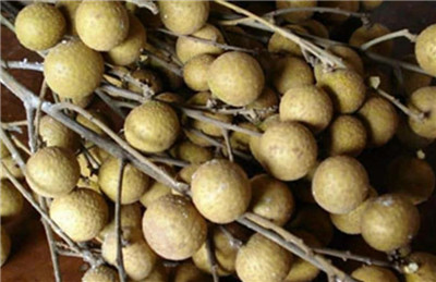 龙眼和桂圆是同一种水果吗,龙眼的食用禁忌有哪些-图片1