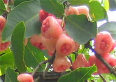 莲雾产地在哪里，莲雾产地在中国什么地方-图片2