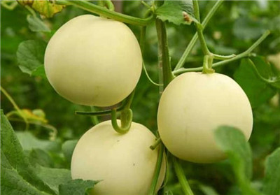 甜瓜上火吗，吃甜瓜需要注意哪些问题-图片2