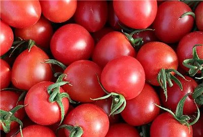 圣女果产地在哪里，圣女果产地在中国什么地方-图片1