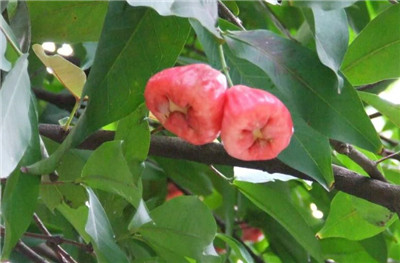 莲雾产地在哪里，莲雾产地在中国什么地方-图片1