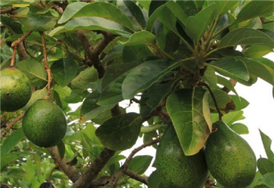 牛油果的功效与禁忌,3分钟了解牛油果的功效与禁忌-图片1