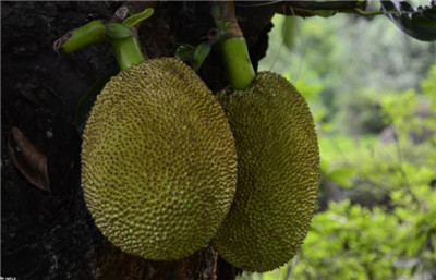 菠萝蜜吃多了会上火吗,菠萝蜜一次吃多少合适-图片2
