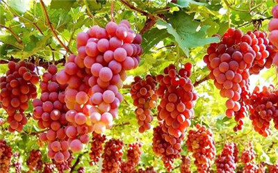 想要买到新鲜的葡萄需要怎么挑选，葡萄的挑选方法-图片1