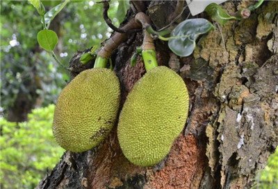 菠萝蜜吃多了会上火吗,菠萝蜜一次吃多少合适-图片1