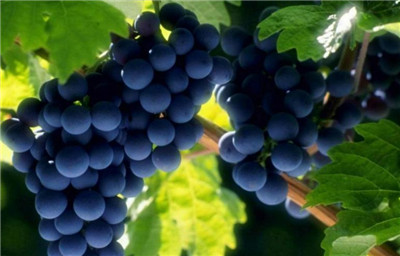 葡萄品种有哪些，盘点常见的葡萄品种-图片1