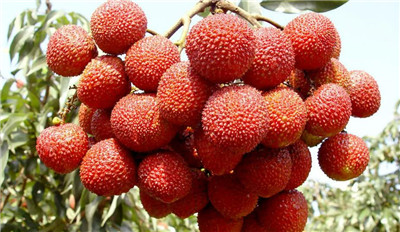 荔枝怎么保存时间长一点，荔枝的正确保存方法-图片1