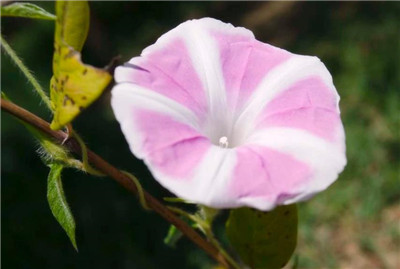 喇叭花图片欣赏，喇叭花图片是什么样子-图片3