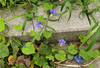 喇叭花什么时候开，喇叭花花期是什么时间-图片1