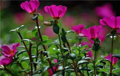 太阳花资料介绍，老花匠带你认识太阳花-图片1