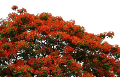凤凰花花语是什么，凤凰花花语和寓意-图片2