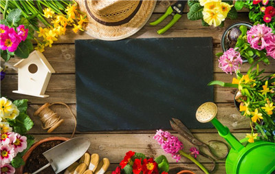 花的种类有哪些，花的种类大全-图片1