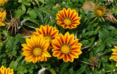 父亲节送什么花，父亲节送什么花最好-图片1