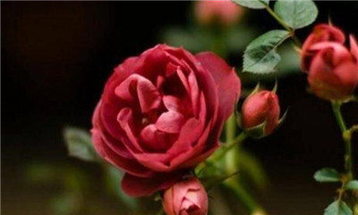 生日送什么花最好，生日送什么花最合适-图片1