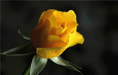 道歉送什么花最好，道歉送什么花最合适-图片1