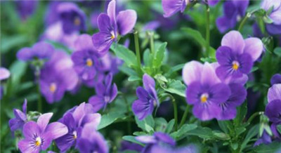 护士节送什么花最好，护士节送什么花最合适-图片1