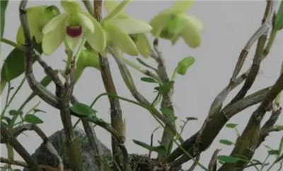 父亲节送花一般送什么花，父亲节送什么花合适-图片1