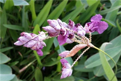 再力花资料介绍，老花匠带你认识再力花-图片1