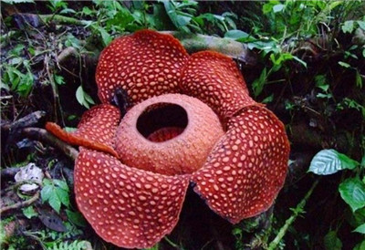 食人花吃人是真的吗，食人花真的会吃人吗-图片2