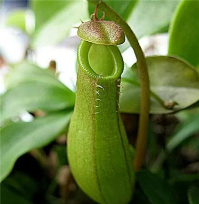 猪笼草资料介绍，3分钟了解猪笼草-图片1