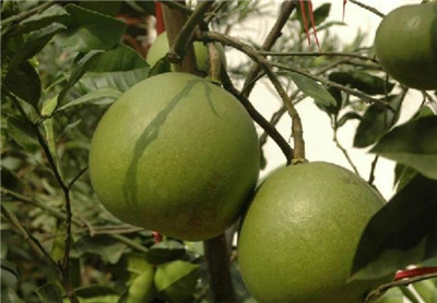 西柚怎么吃有营养，西柚的吃法有哪些-图片2