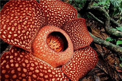 大王花资料介绍，老花匠带你认识大王花-图片1