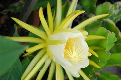 剑花资料介绍，老花匠带你认识剑花-图片1