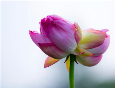 并蒂莲资料介绍，老花匠带你认识并蒂莲-图片1