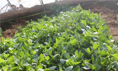 穿心莲种植方法和时间，穿心莲种植技巧-图片1