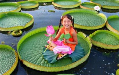 王莲资料介绍，老花匠带你认识王莲-图片1