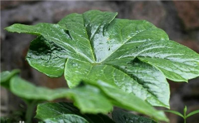 八角莲资料介绍，老花匠带你认识八角莲-图片1