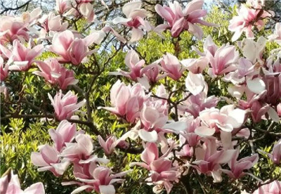 旱莲资料介绍，老花匠带你认识旱莲-图片1