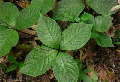 四叶莲资料介绍，老花匠带你认识四叶莲-图片1