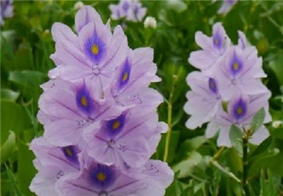 凤眼莲资料介绍，老花匠带你认识凤眼莲-图片1