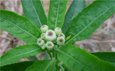 六棱菊资料介绍，老花匠带你认识六棱菊-图片1