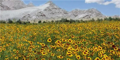 昆仑山雪菊资料介绍，老花匠带你认识昆仑山雪菊-图片1