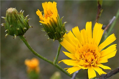 山柳菊资料介绍，老花匠带你认识山柳菊-图片1