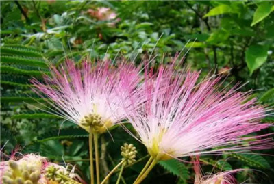 合欢花蜂蜜的功效和作用，合欢花蜂蜜的食用方法-图片3