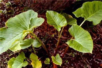 独角莲资料介绍，独角莲的功效和作用禁忌及食用方法-图片1