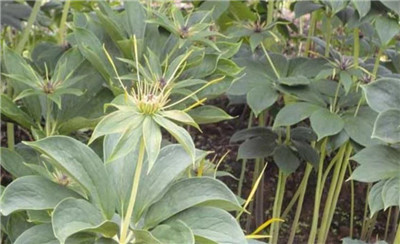 重楼资料介绍，重楼的功效和作用禁忌及食用方法