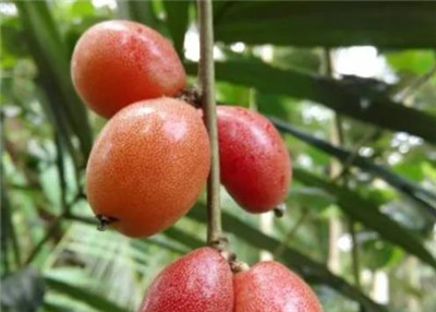 羊奶果资料介绍，羊奶果的功效和作用及禁忌，羊奶果的营养价值-图片1