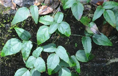 三叶木通资料介绍，三叶木通的功效和作用禁忌及食用方法-图片1