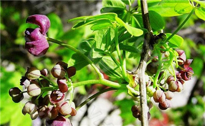 木通的功效与作用，快速了解木通的功效与作用及禁忌-图片1