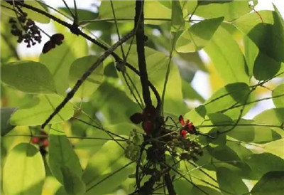 白木通资料介绍，白木通的功效和作用禁忌，白木通有毒吗-图片1