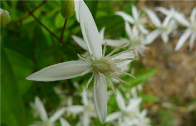 山木通图片，山木通的功效和作用禁忌及副作用，山木通有毒吗-图片1